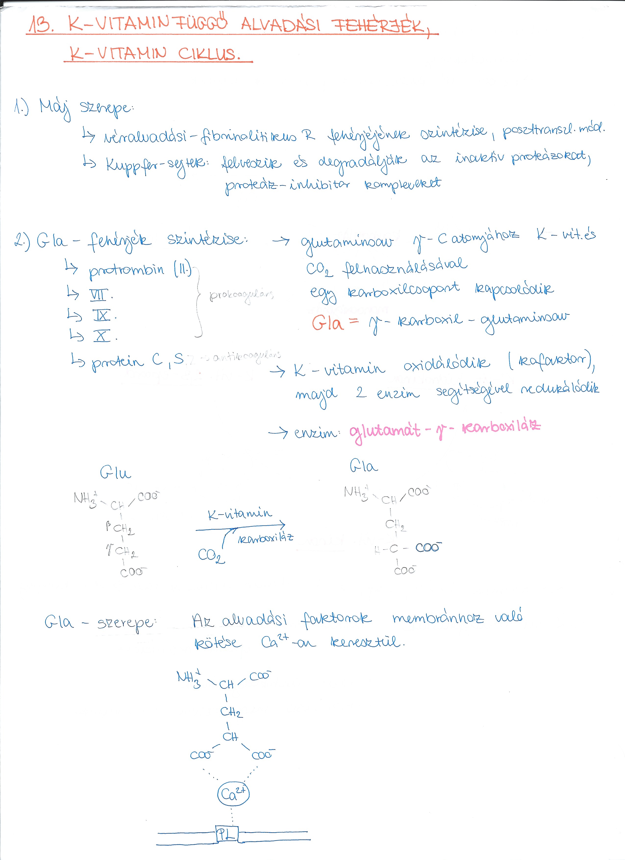 aok:targyak:biokemia_molekularis_es_sejtbiologia:biokemia_iii:tetelek:k_vitamin1.jpg