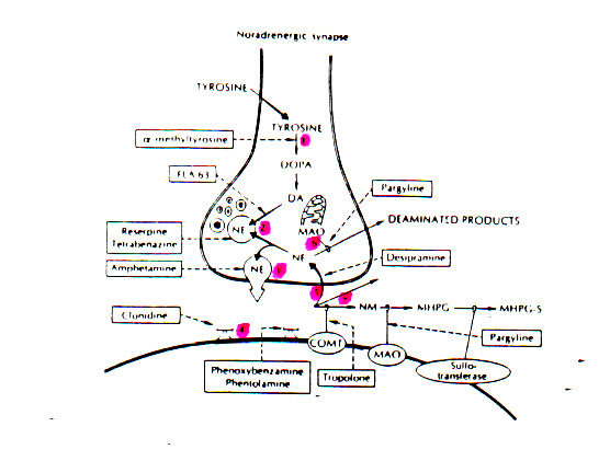 aok:targyak:farmakologia:sites_of_drugs_acting_at_the_adrenergic_synapses1.jpg