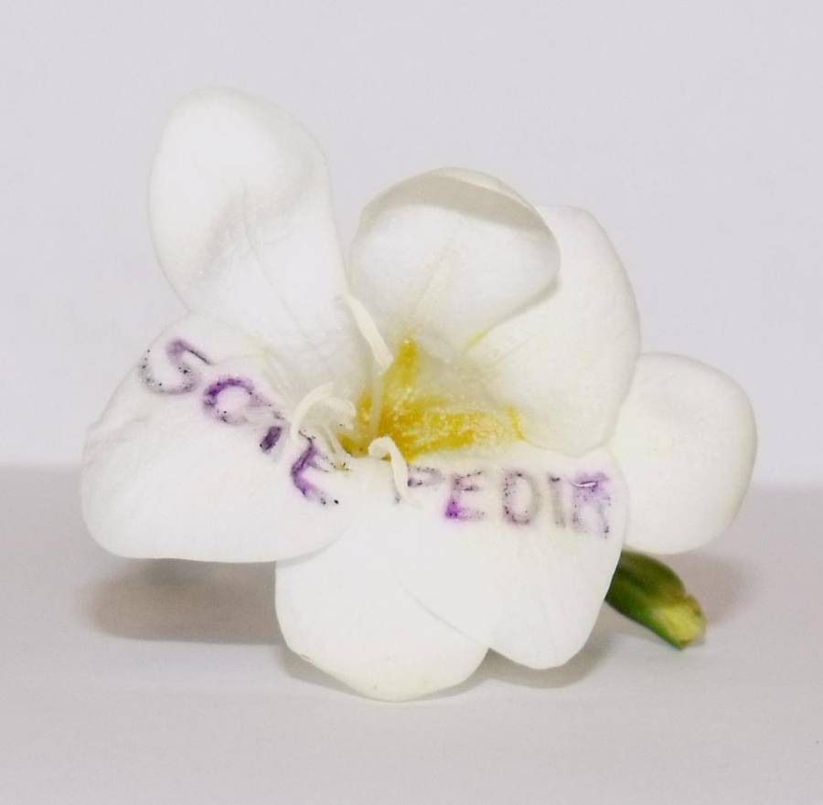 sote-flora.jpg